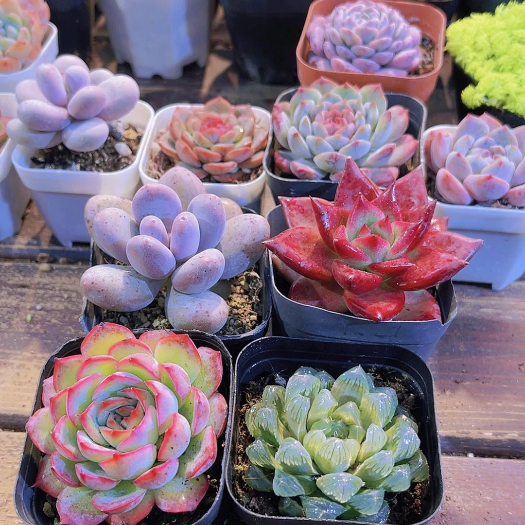 桃美人➕侧影➕冰灯➕罗卡