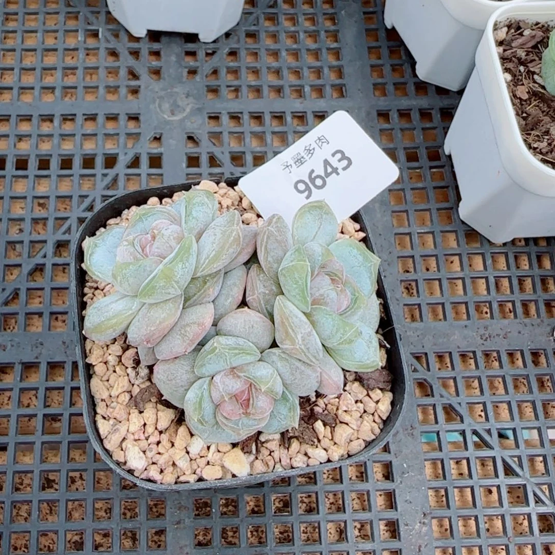 红皇后，9643多肉植物