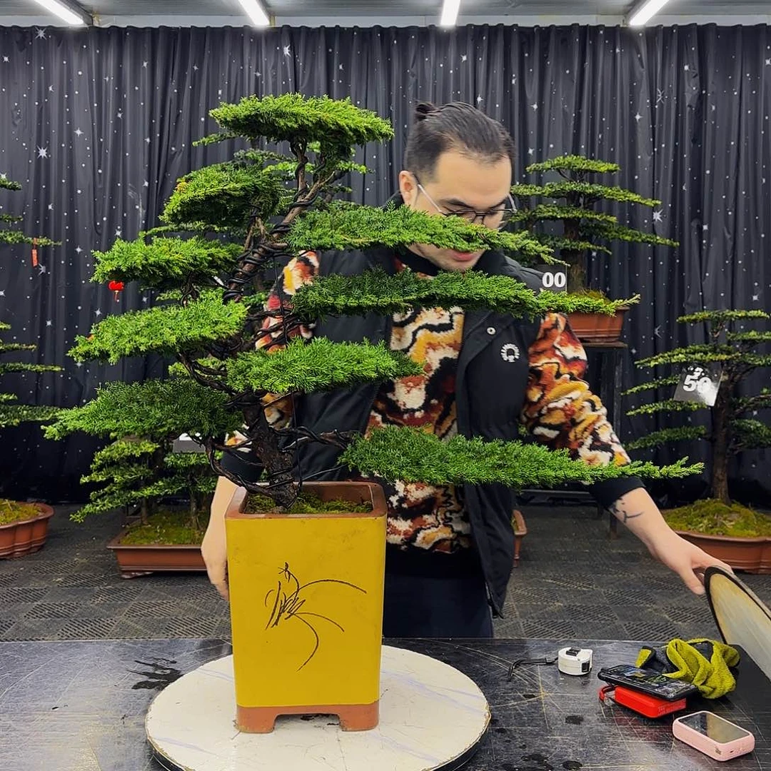 龙爪松高端造型盆景