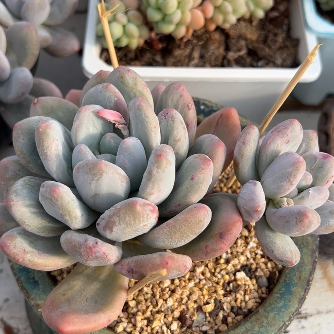 多肉植物一物一拍