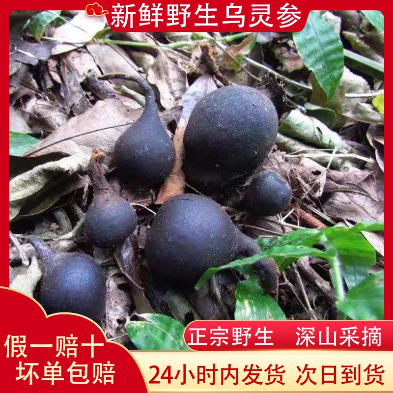 新鲜乌灵参菌野生鸡枞蛋茯苓雷震子云南特产食用山珍菌子包邮