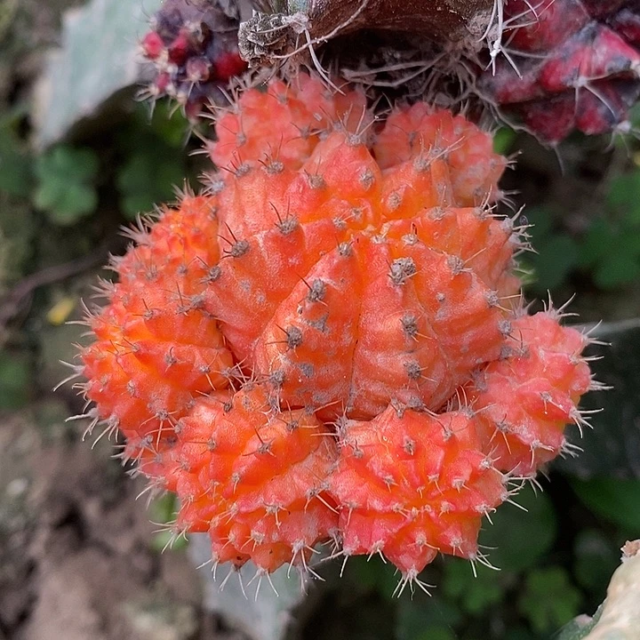 三角接粉绣球锦哈哈