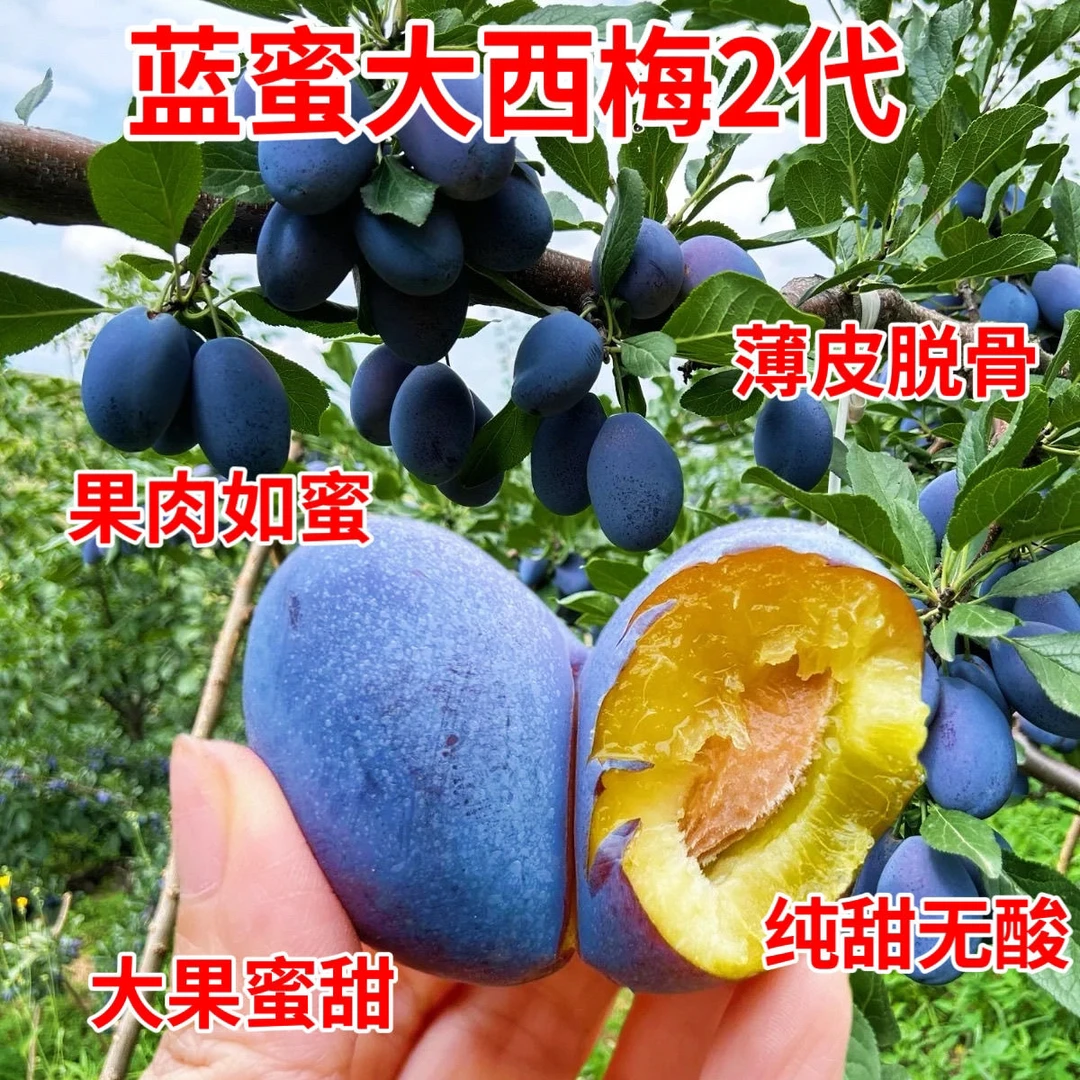 蓝蜜西梅李子树苗盆栽地栽南北方可种植