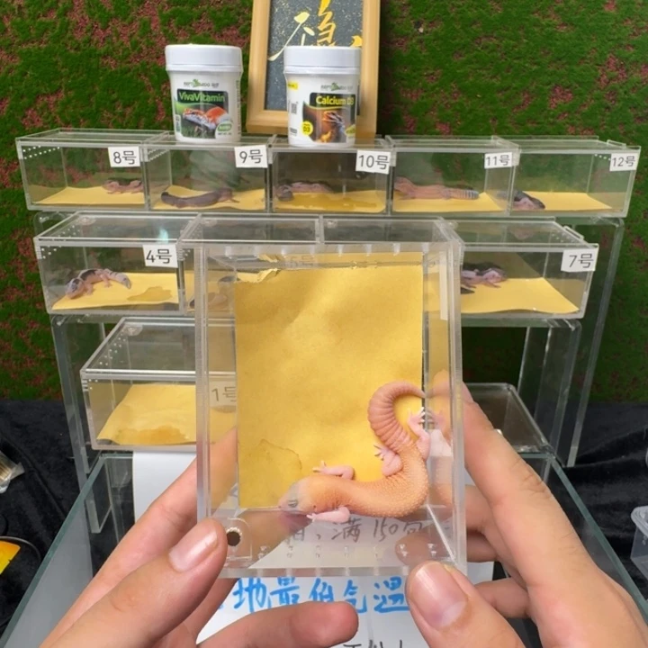肥尾守宫橘无，满尾。0元起！