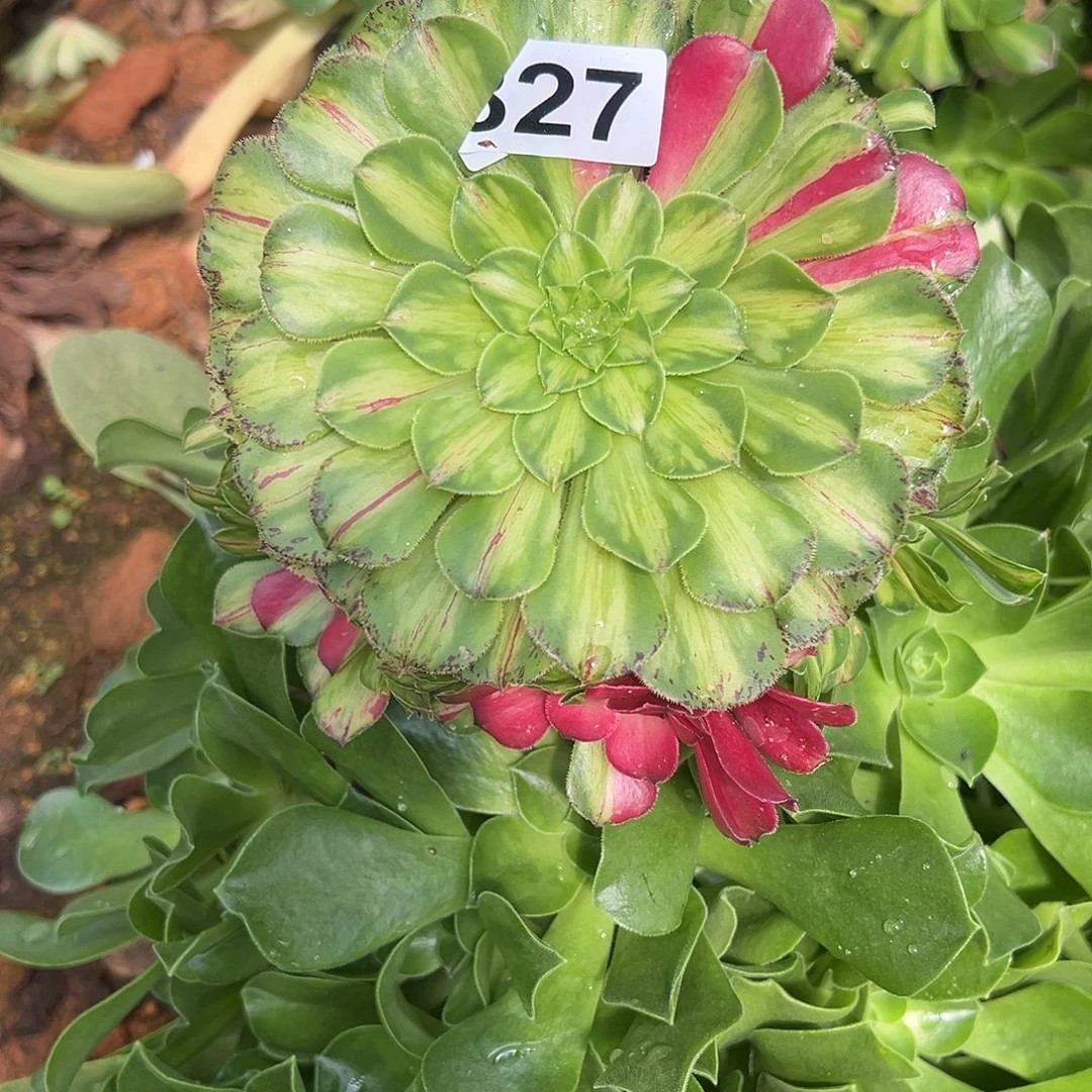 精品多肉植物827知否