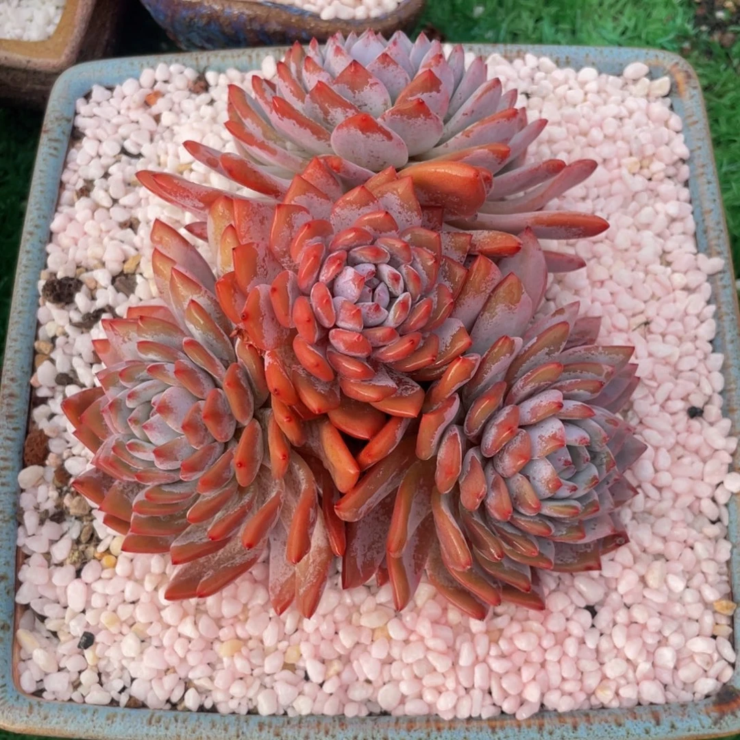 小***️多肉植物盆栽多肉多肉