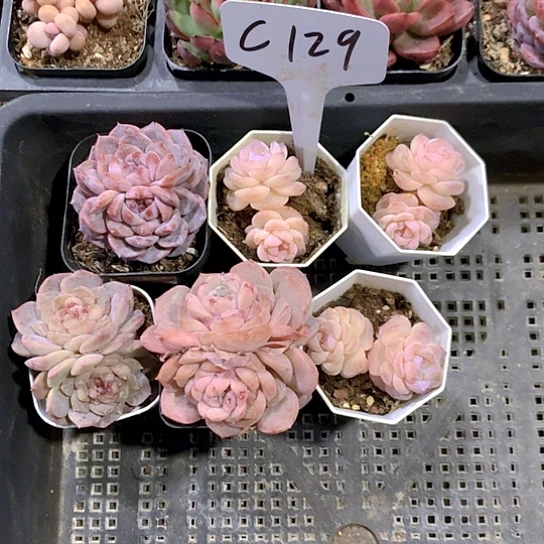 129号多肉植物园艺