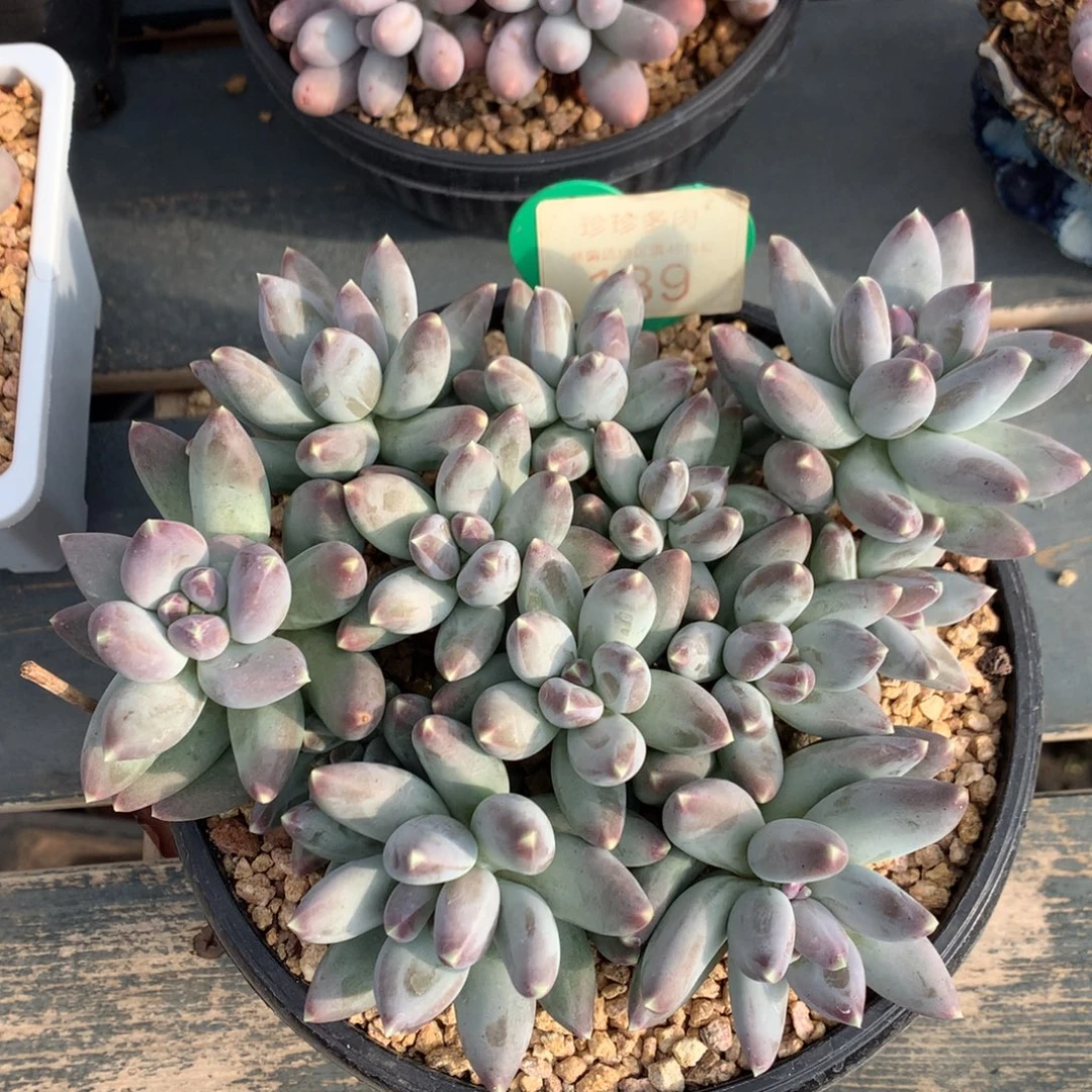 松果美人老桩平头139