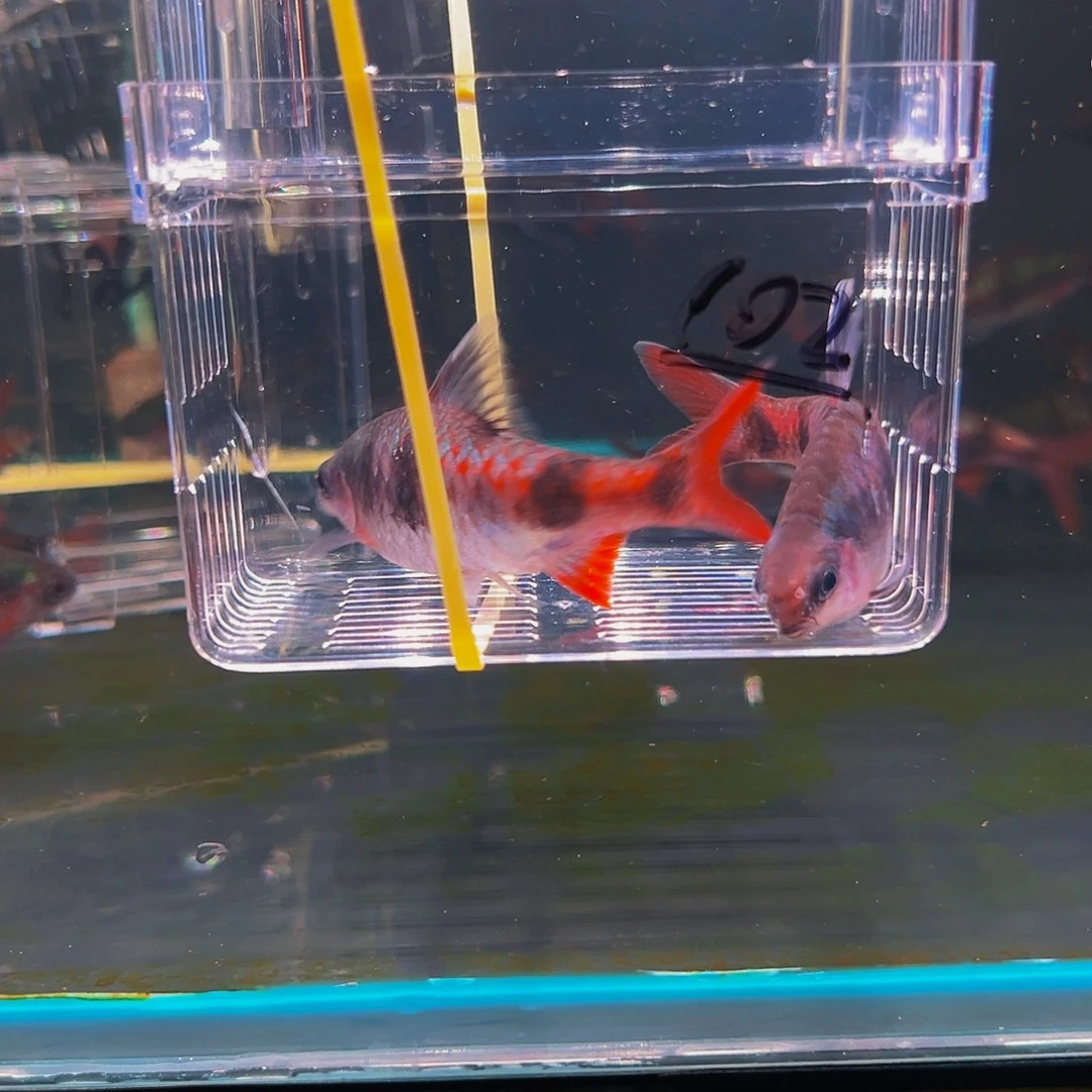 工具鱼红尾鱼鱼头鱼鱼鱼102