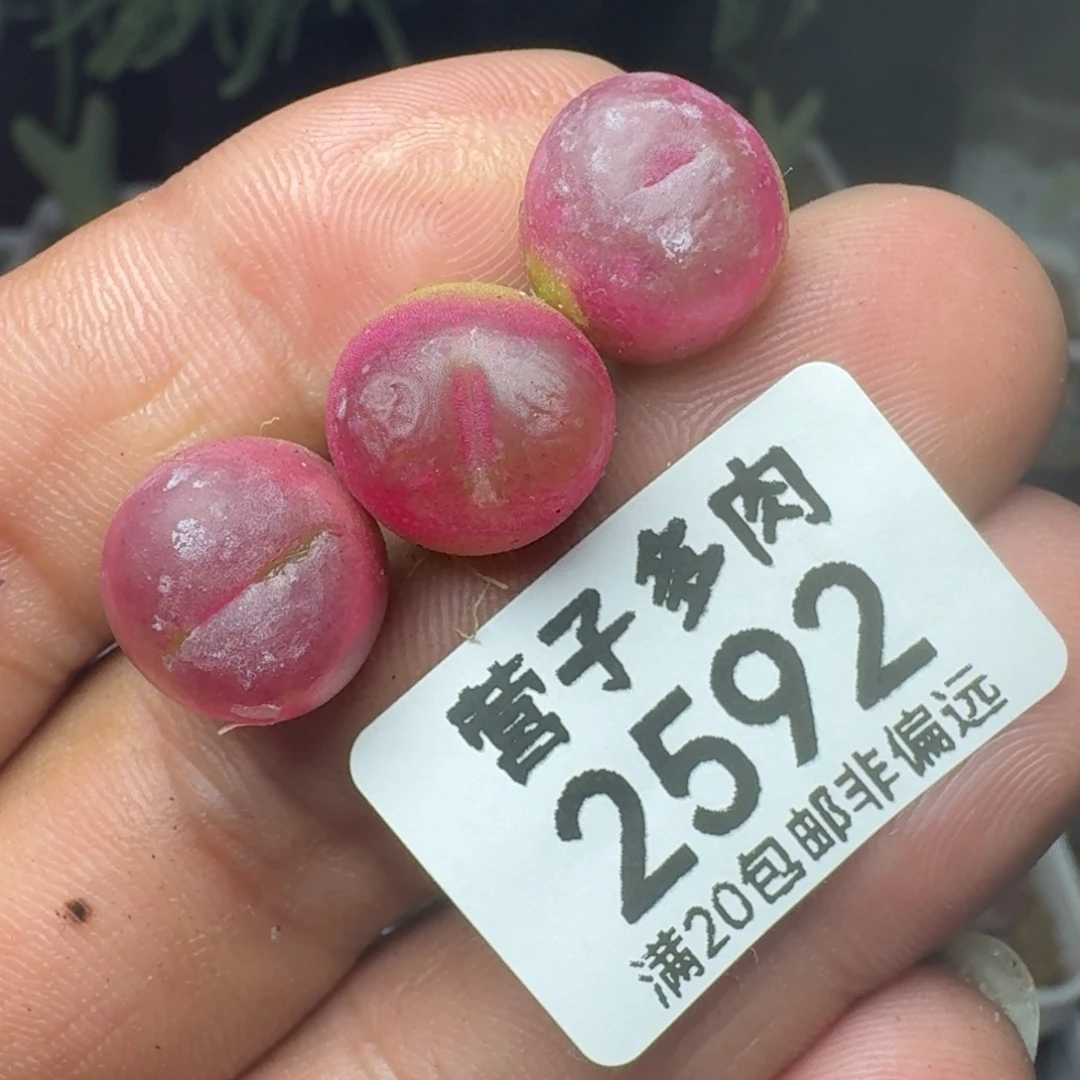 红宝石。
