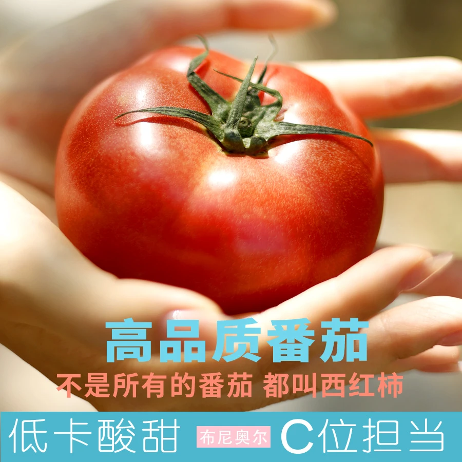 水果西红柿新鲜采摘自然成熟沙瓤可生吃非普罗旺斯