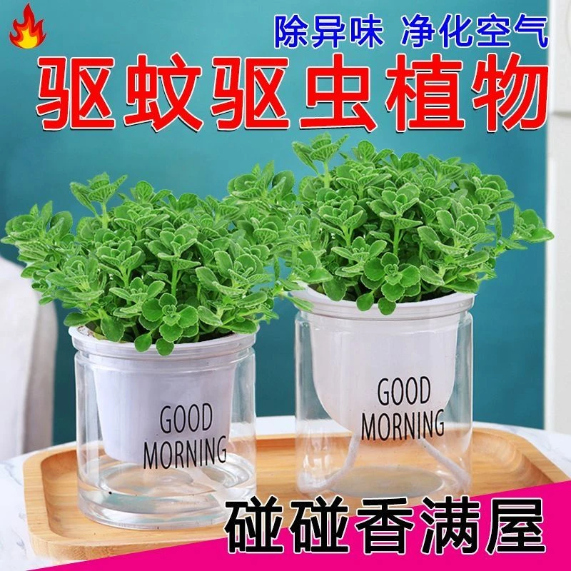 碰碰香一抹香香味盆栽浓香型绿植可食用客厅阳台驱蚊驱虫驱蚊植物