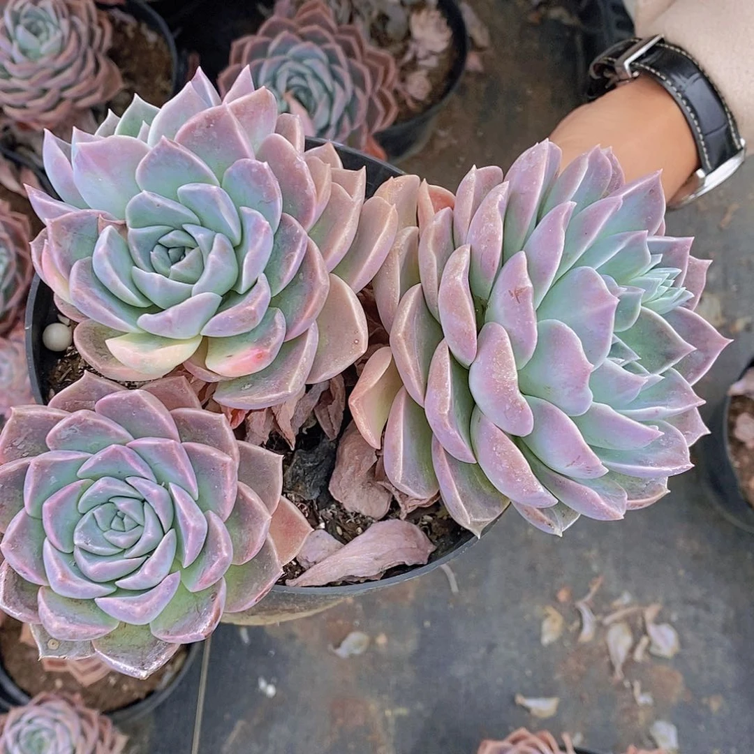 多头群生厚叶哈里沃森一盆