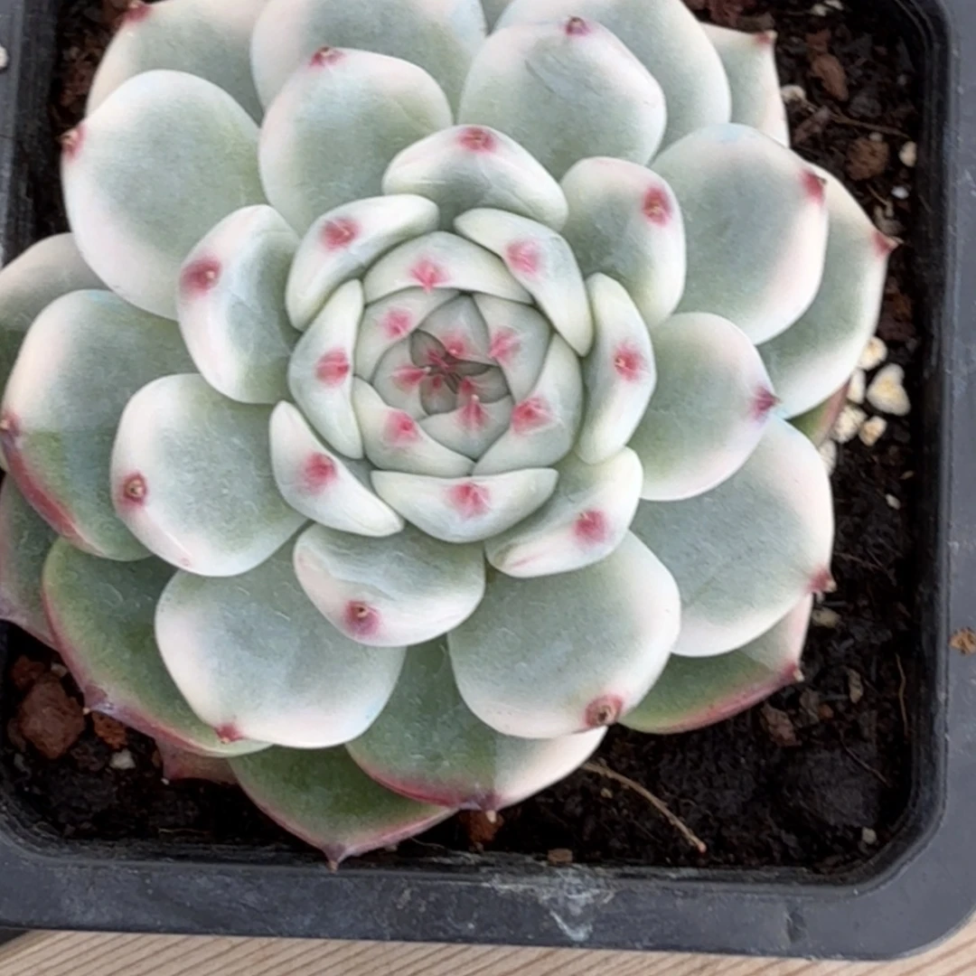 吉娃娃锦锦 安吉园艺锦