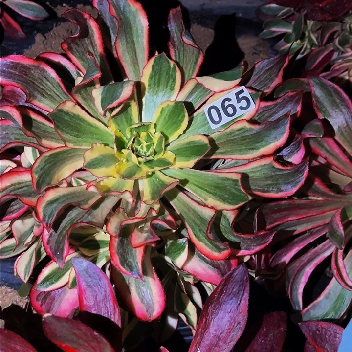 阿*065魅影多头植物