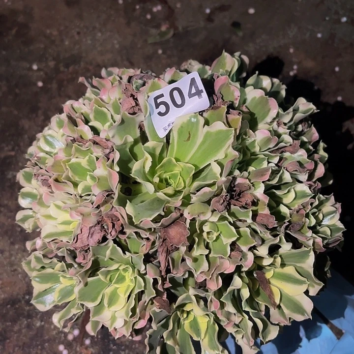 504雨花石多肉植物不售后