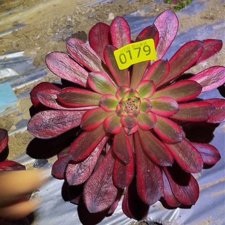 0179女儿红多肉植物