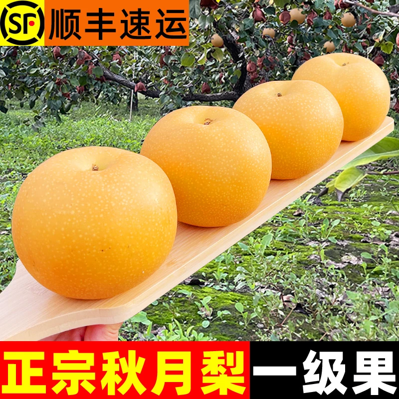 【顺丰包邮】正宗莱阳秋月梨新鲜水果脆甜多汁应季梨子山东特产
