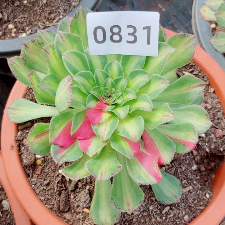 知否多肉发货发货