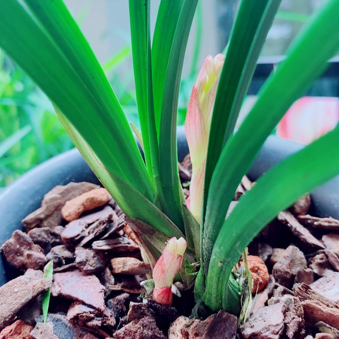 当前无花栽培后可以开花