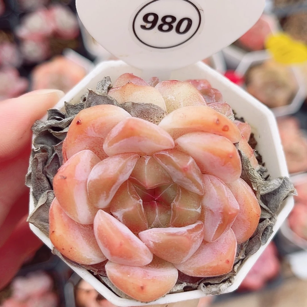 980号小老桩糖心双头