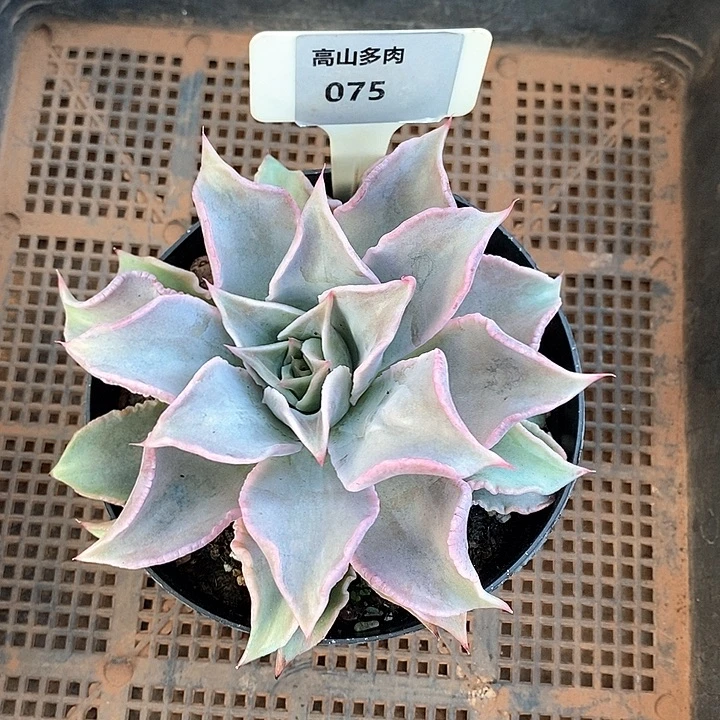 珍***缘D075- 直播福利 饺子皮