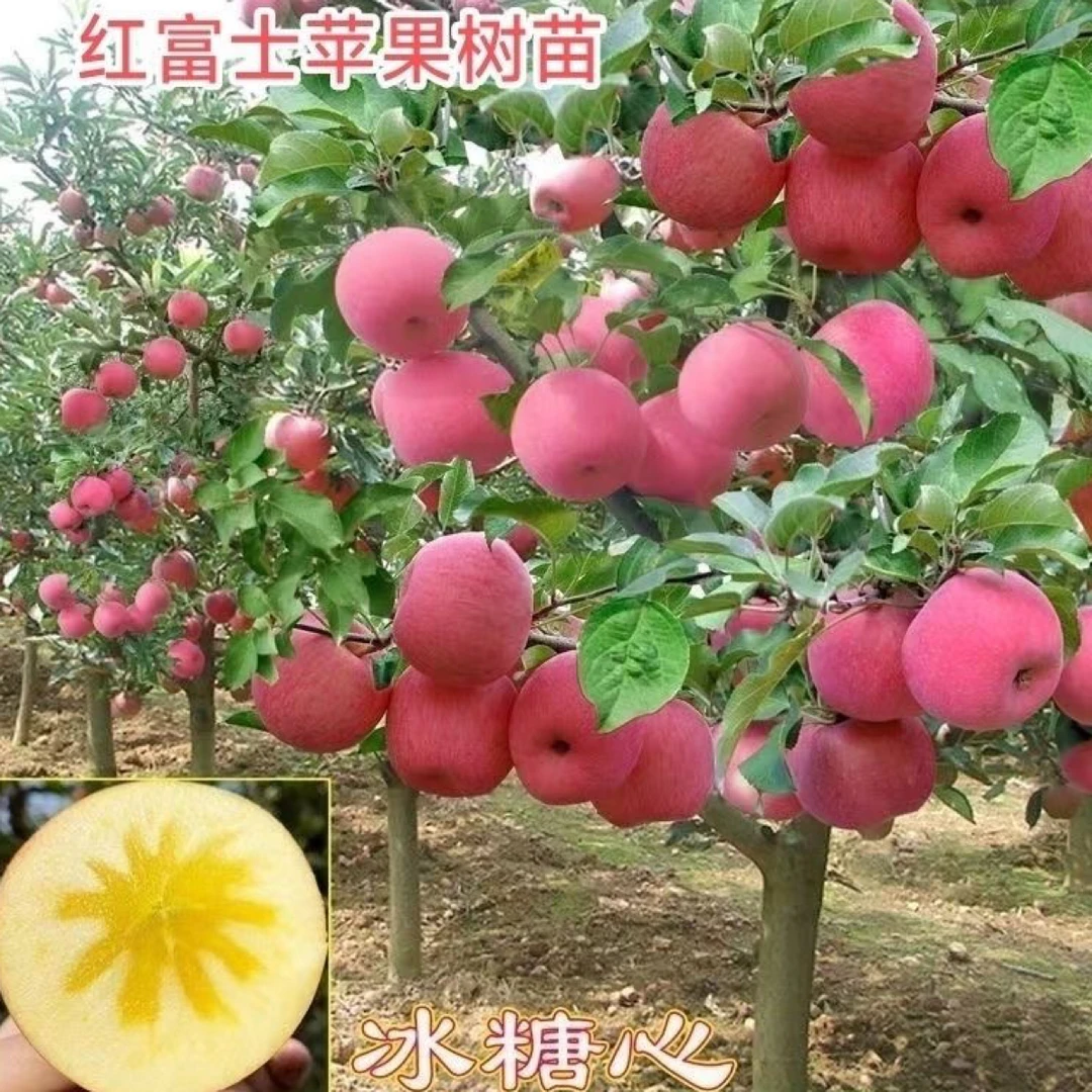 苹果树果苗南北方种植盆栽地栽冰糖心苹果活苗当年结果精品果树苗