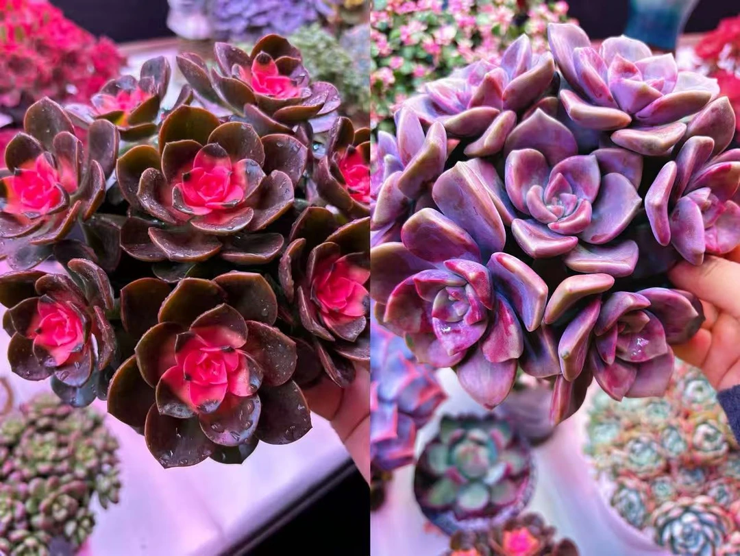 【红酒玫瑰+紫乐】 带盆土发 新手好养室内室外 喜乐多肉植物