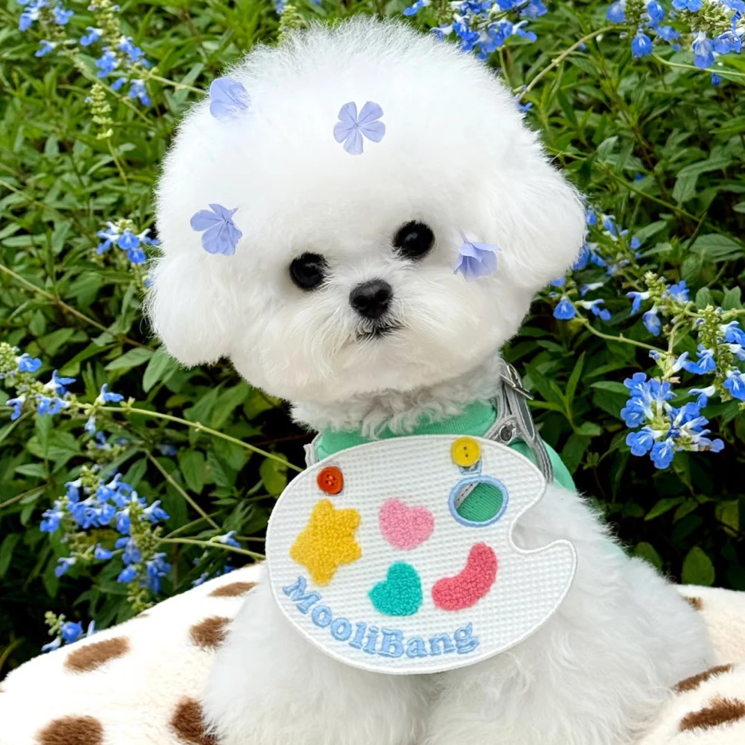【奥莉家】比熊小型犬 精品小比熊幼犬活体宠物狗