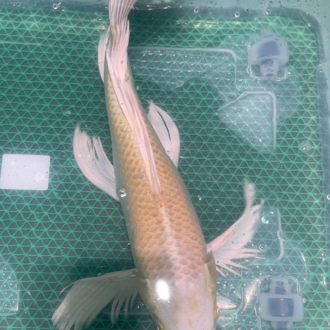 锦鲤蝴蝶锦鲤包邮包邮