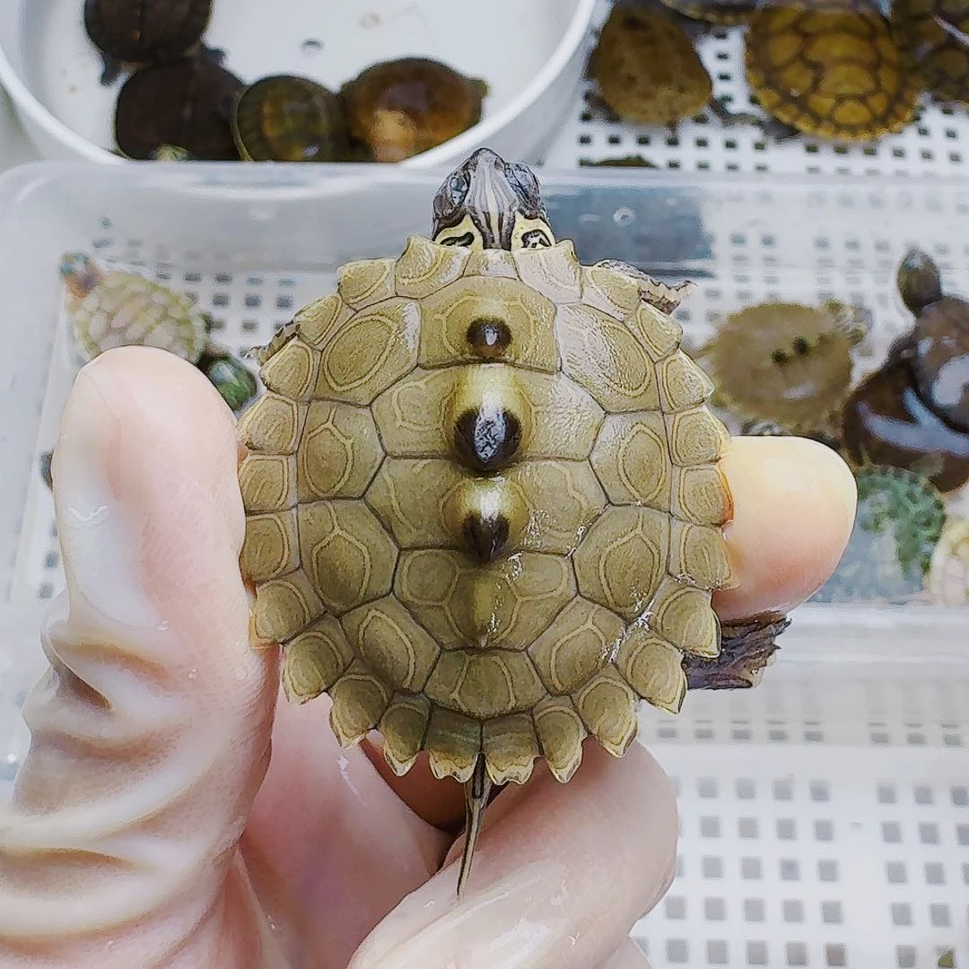 …****母宠物龟，11111111111