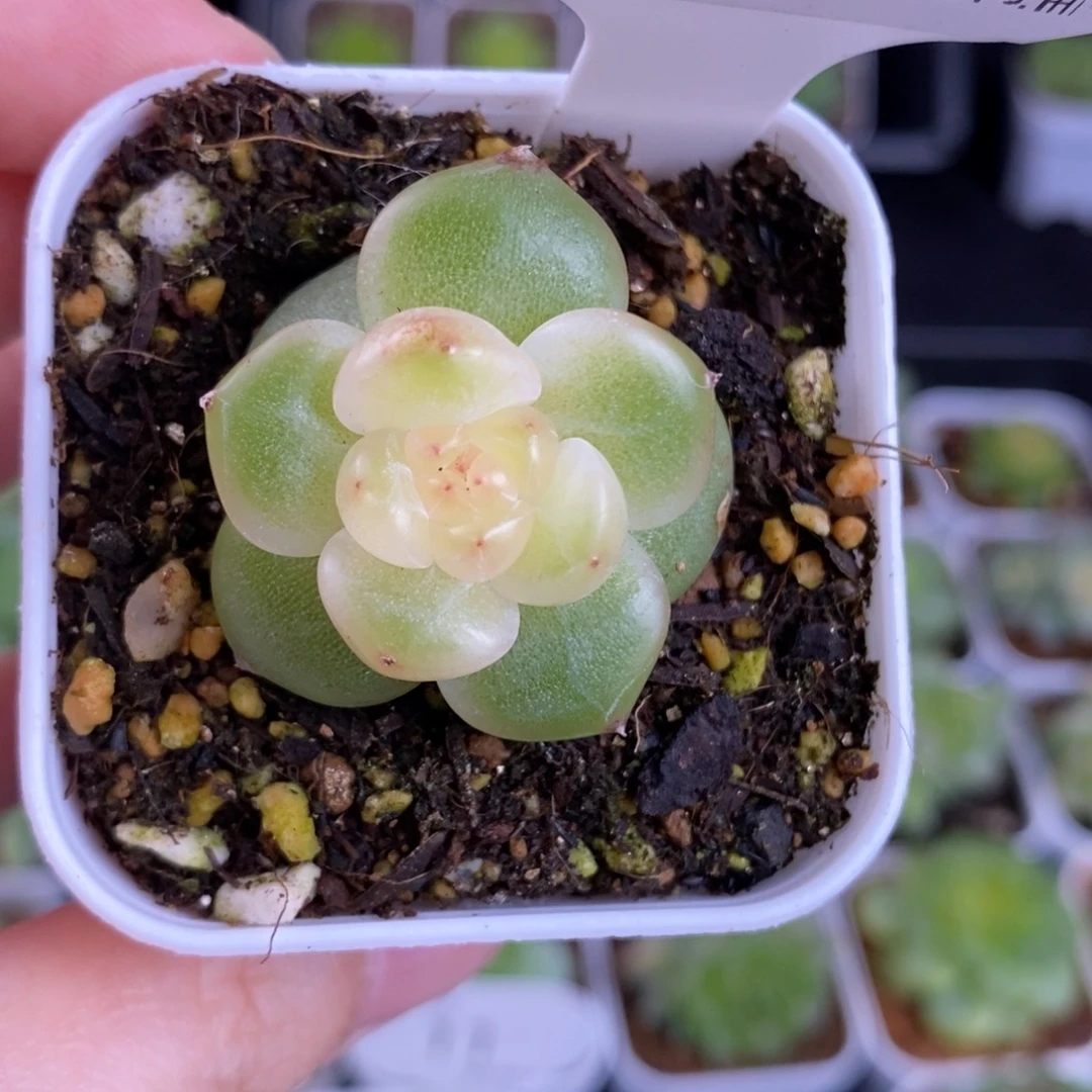 新品种播珍妮优选12号