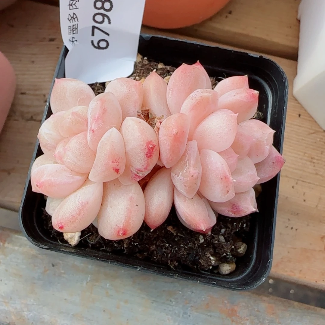 雪糕石化，6798多肉植物