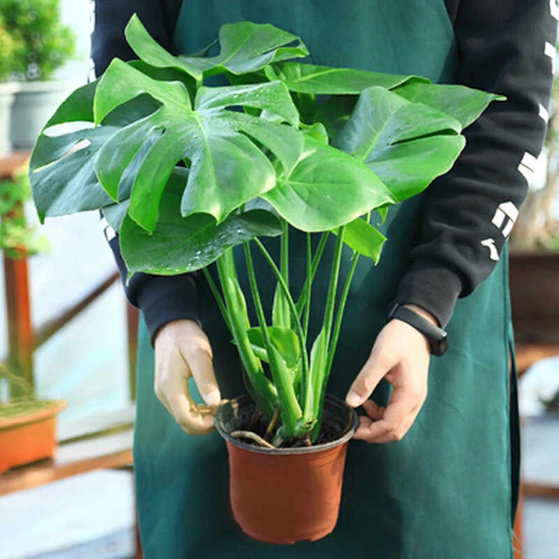 龟背竹大型盆栽绿植室内客厅办公室四季常青大叶水培植物