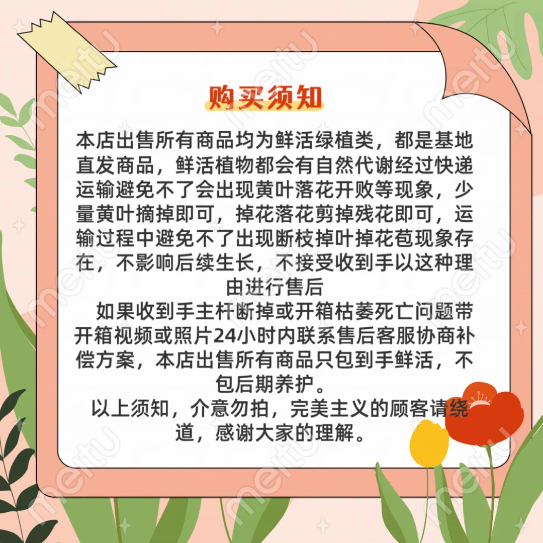 球根海棠4盆，（下单备注颜色）不备注随机发