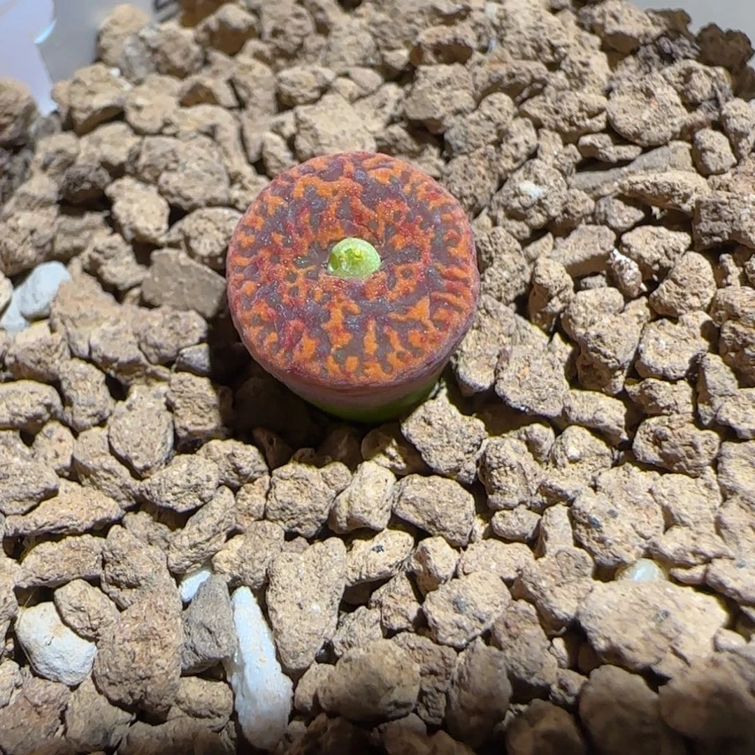 肉锥多肉植物组合-ap正红色酒红勋章1049