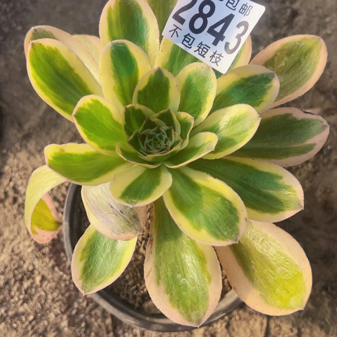 2843燕姿锦多肉植物法师