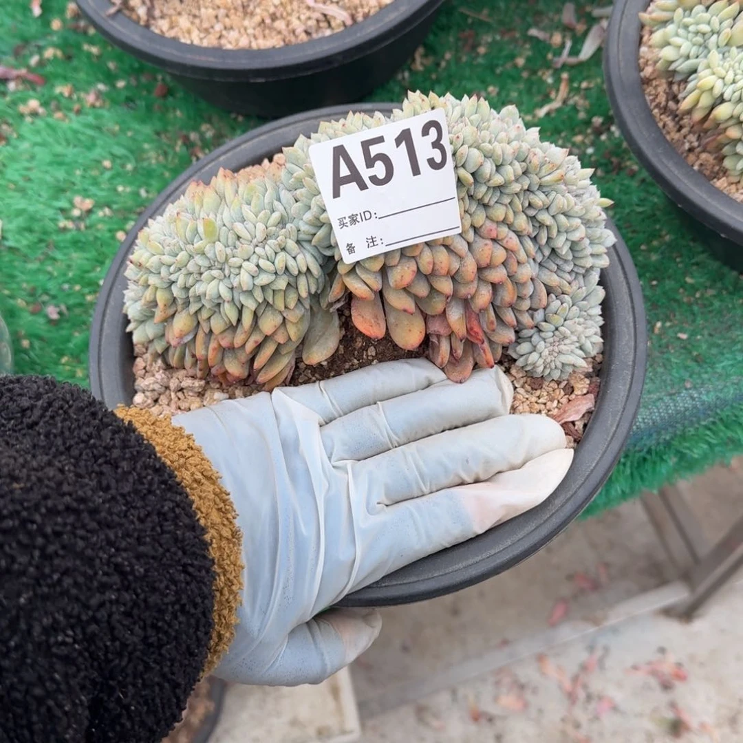 李**@星影缀化呀呀呀呀