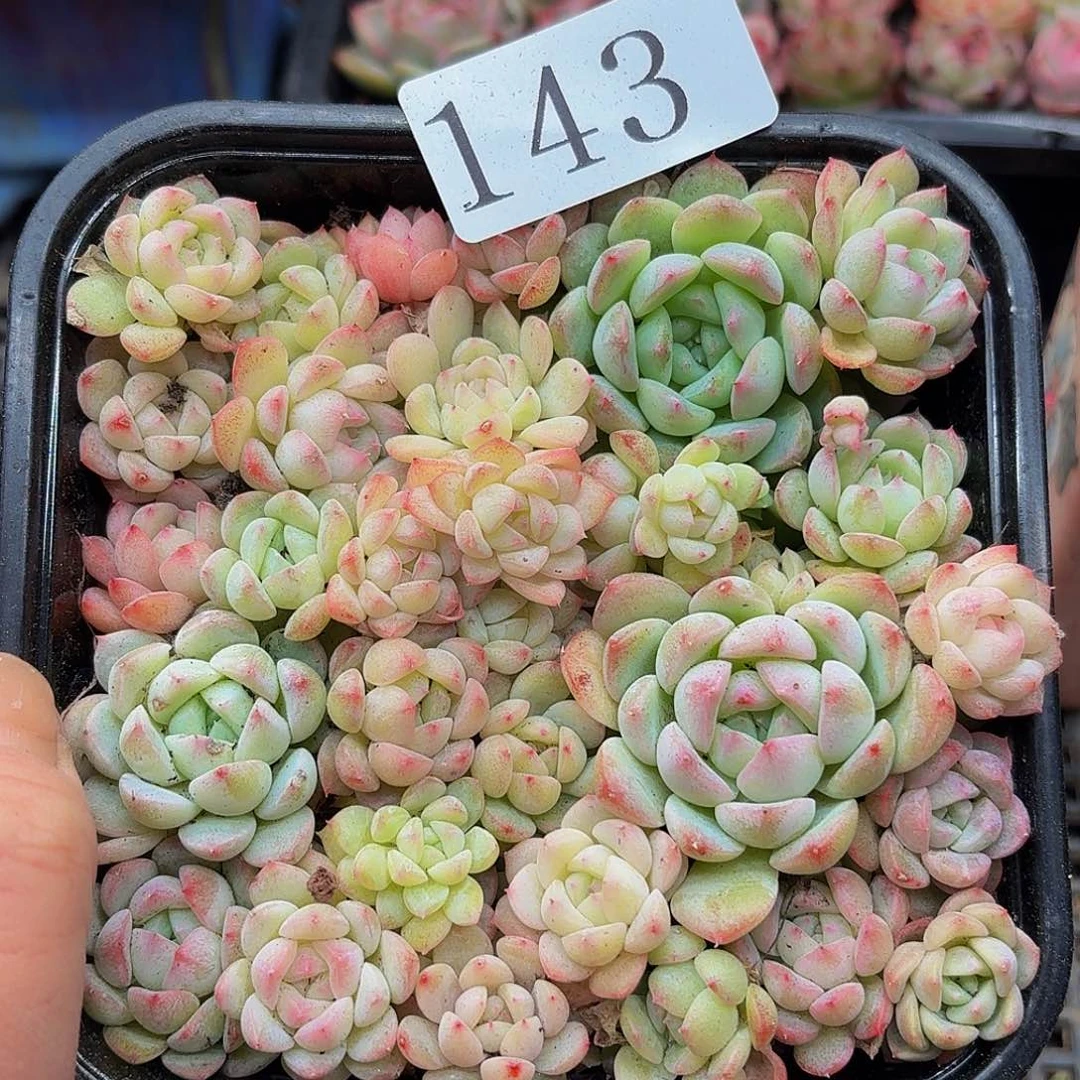 多肉植物多肉植物143