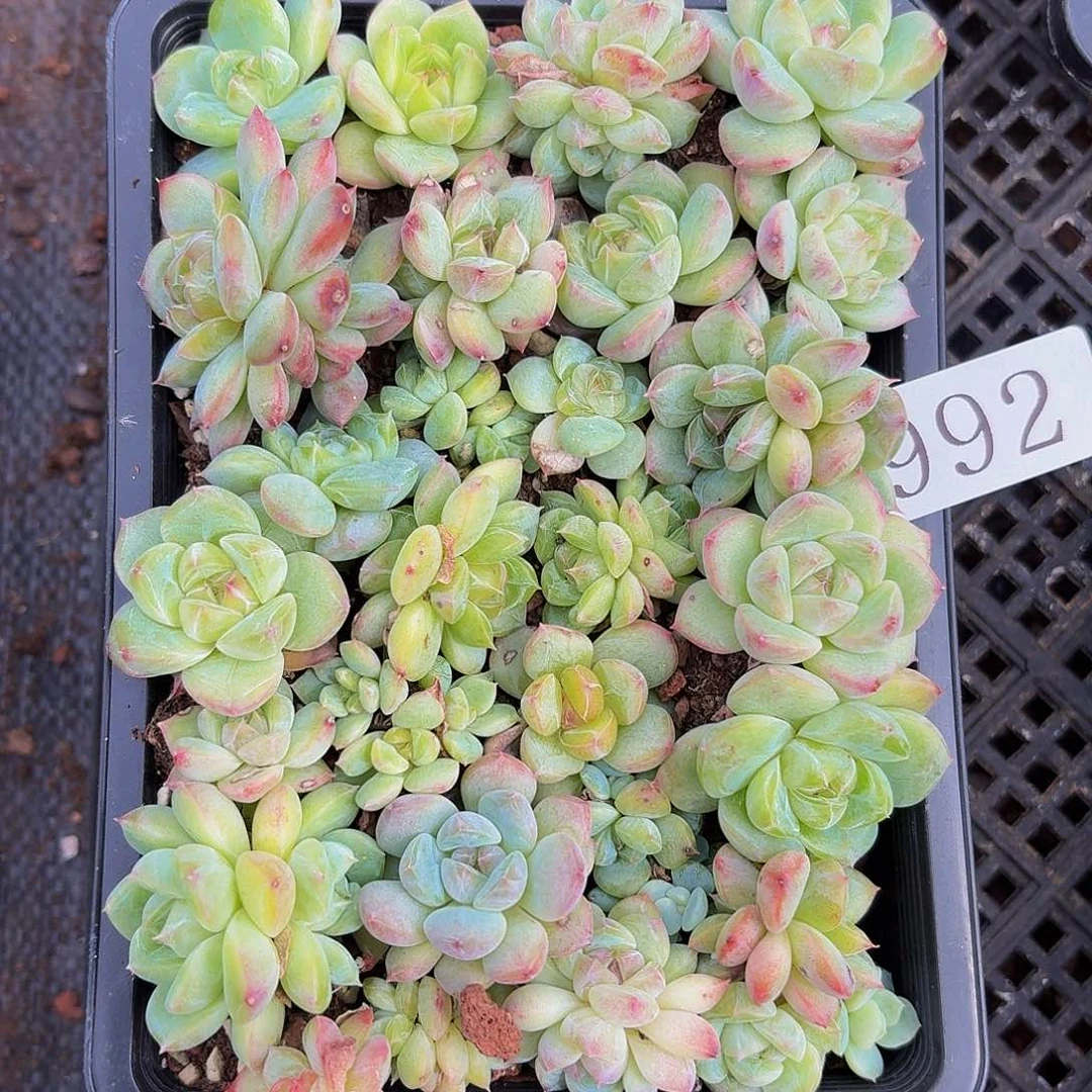 多肉植物多肉植物992