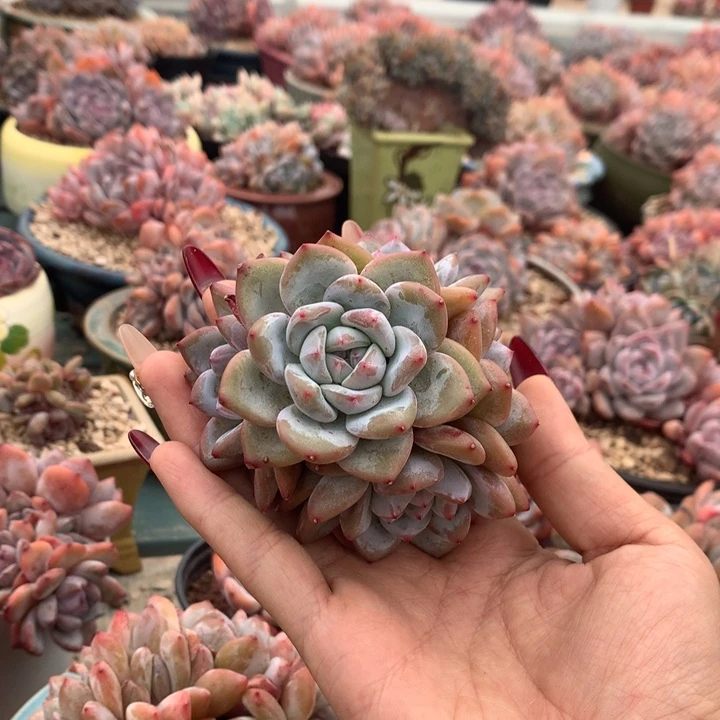 五头绿底手捧花花