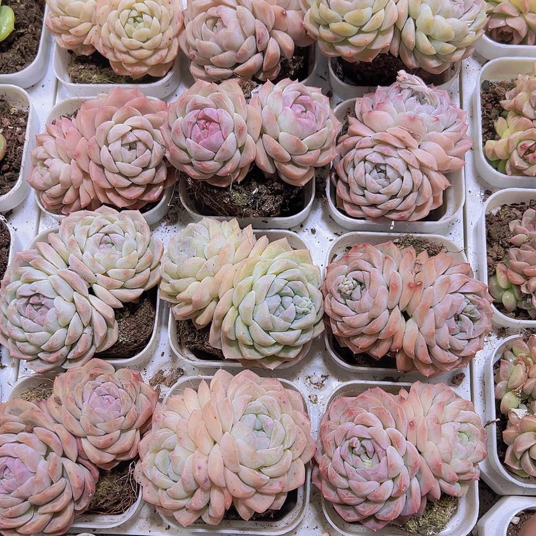 双头绿心19包邮多肉