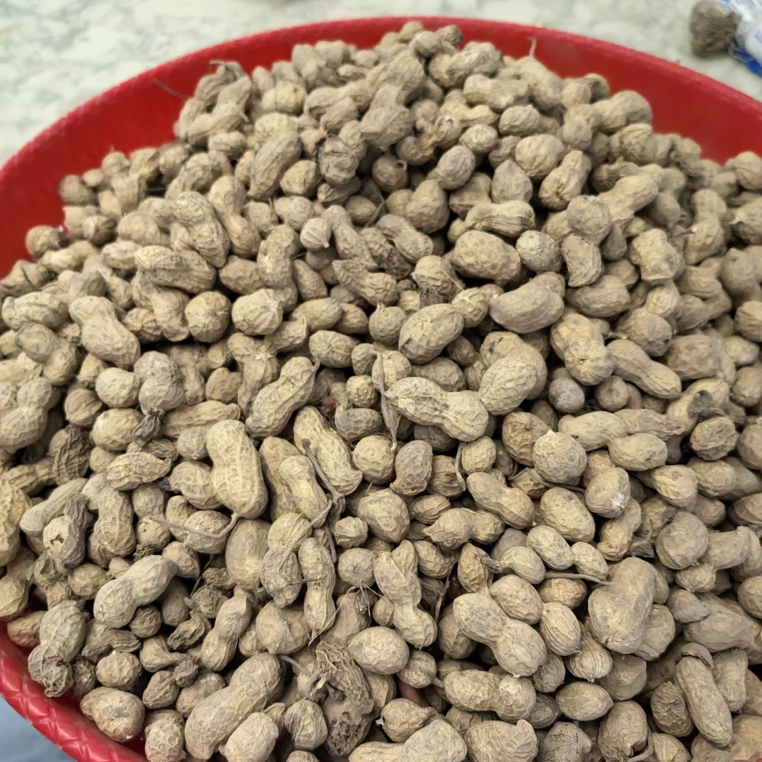 农家自种新鲜七彩花生水果花生颗粒饱满山东沂蒙山产地湿花生带壳带泥当季现挖可水煮