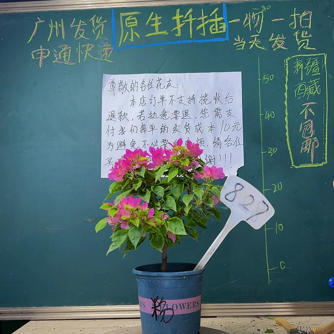 当前无花栽培后可以开花  粉狐狸 827