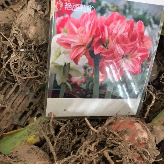 当前无花栽培后可以开花艳丽孔雀5厘米裸根球