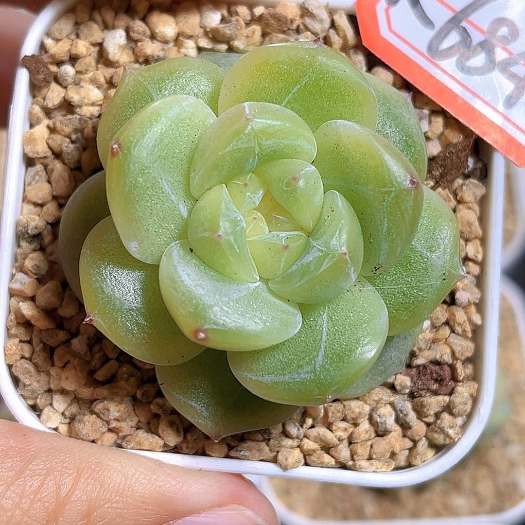 K684 流珠 满18包邮