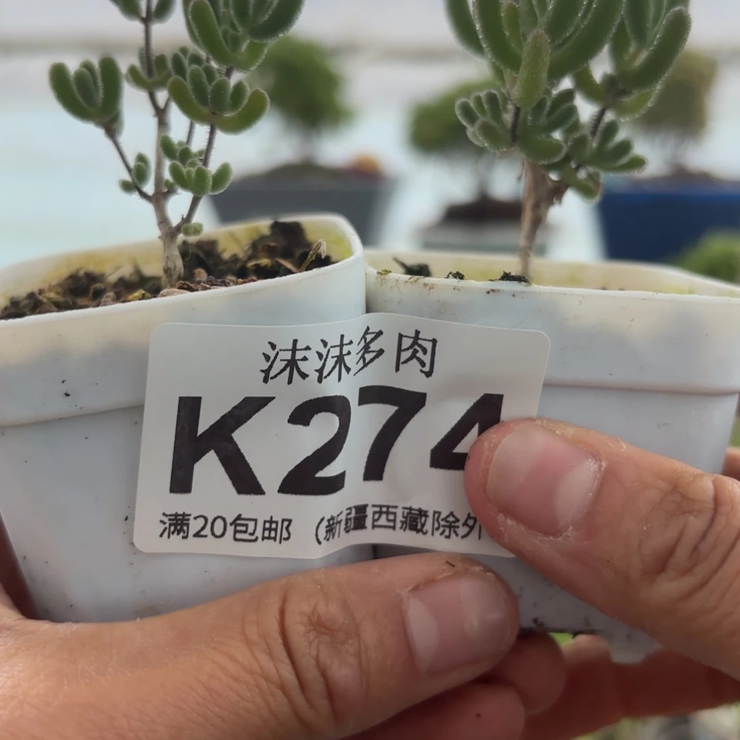 ****安274琉璃和小星星组合