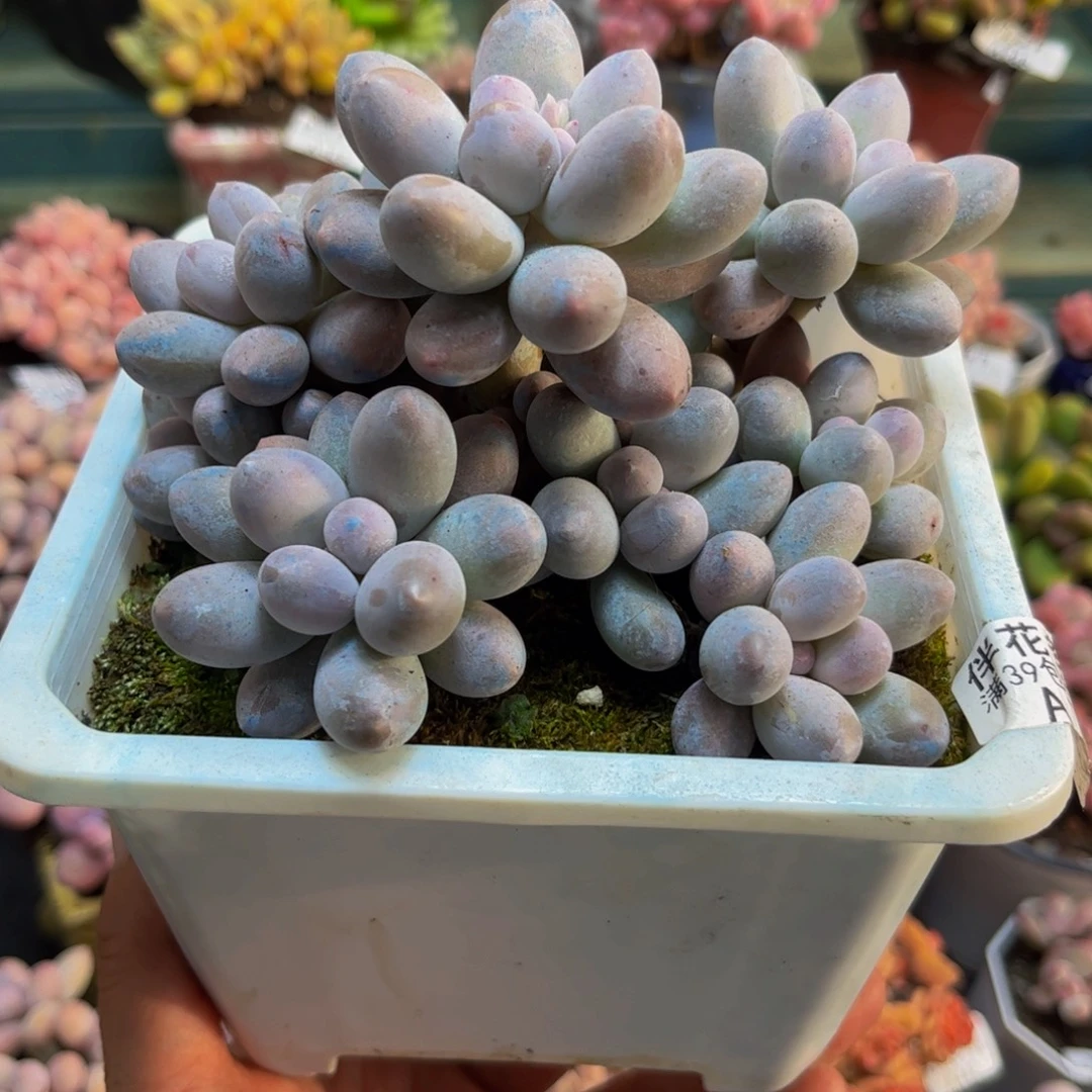 733汤圆奶酪12cm多肉