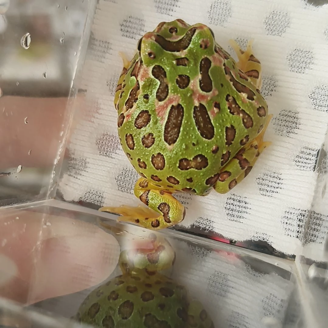 角蛙10号绿钟角蛙专拍链接