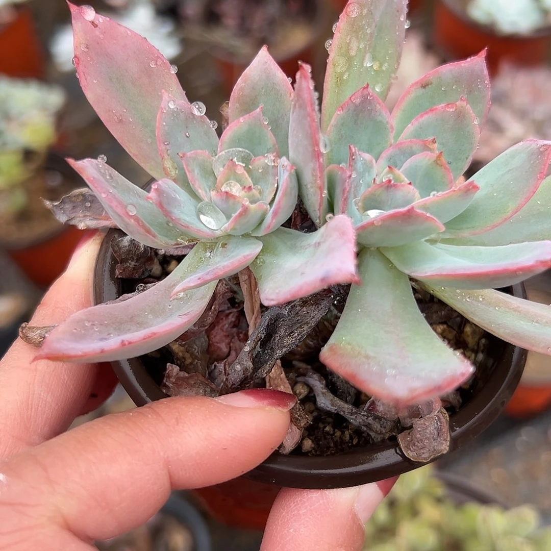 多肉植物绮罗多肉